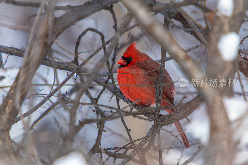 雄性红红衣主教(Cardinalis Cardinalis)，冬季的红衣主教鸟。